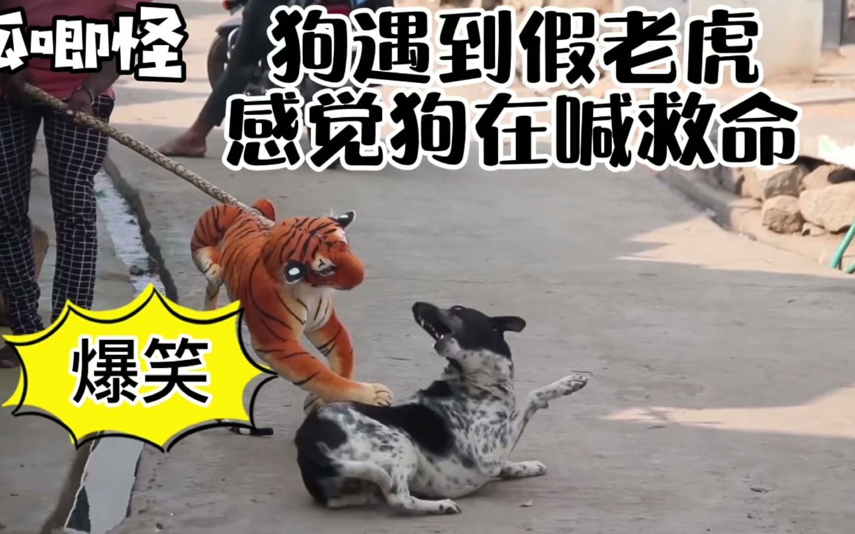 爆笑假老虎吓狗狗终于会反击了恶搞狗狗恶作剧搞笑视频d11