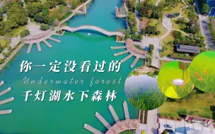 Download Video: 中国首个荣获全球城市开放空间大奖的千灯湖公园又有新创意，南海千灯湖水下森林全景体验 千灯湖的宝藏区原来在三期