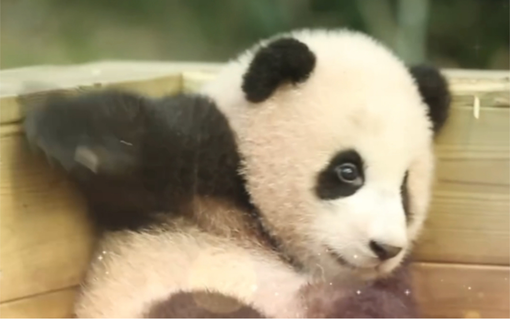 小时候的福宝软萌软萌的,还会学妈妈睡觉