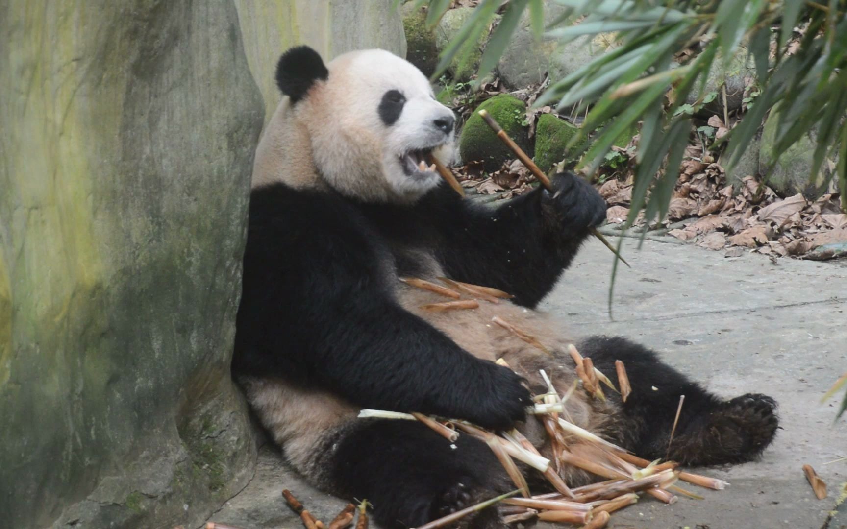 慎点!慎点!开局有炸弹!非战斗人员请勿点【大熊猫奥莉奥】