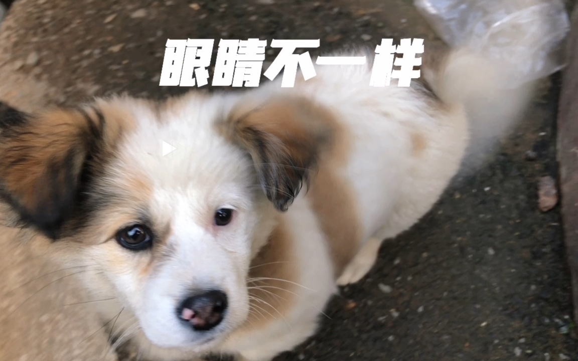 一只大眼睛一只小眼睛的狗狗,太可爱了哈哈哈