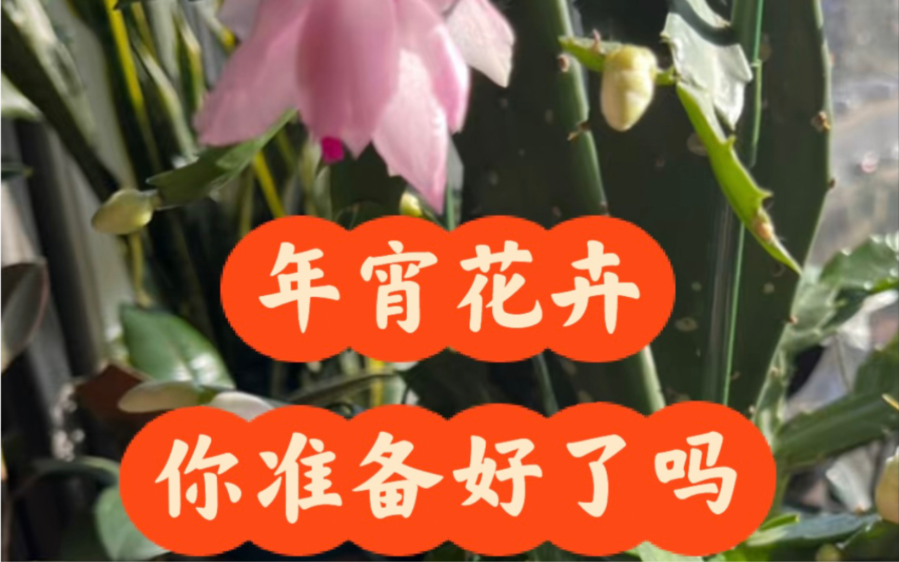 仙气飘飘的年宵花卉——蟹爪兰!哔哩哔哩bilibili