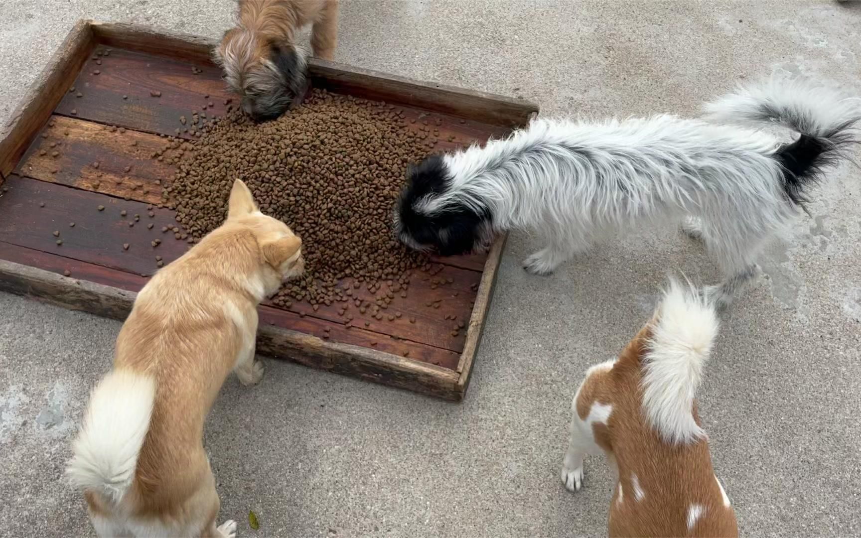 疫情为救助的流浪狗猫储存购买了足够的粮,自己的生活却困难重重哔哩哔哩bilibili