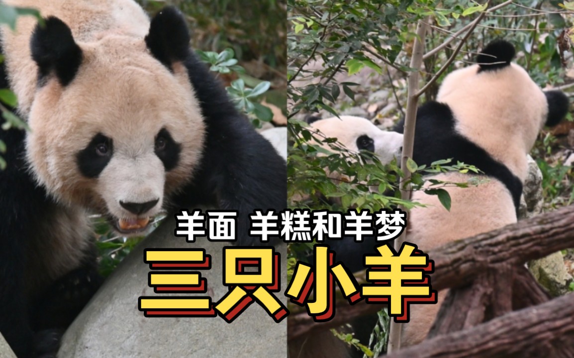 三只小羊.圆梦:哟,又干架呢?面糕:嗯!