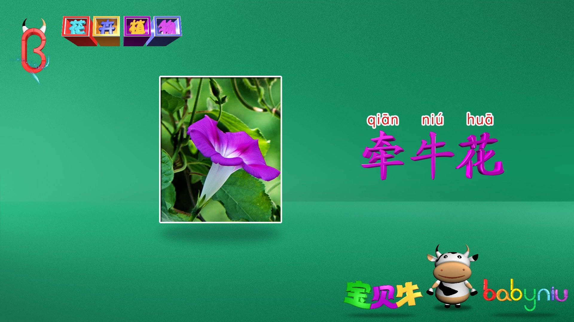 宝贝牛认知学堂第31集花卉植物(一)哔哩哔哩bilibili