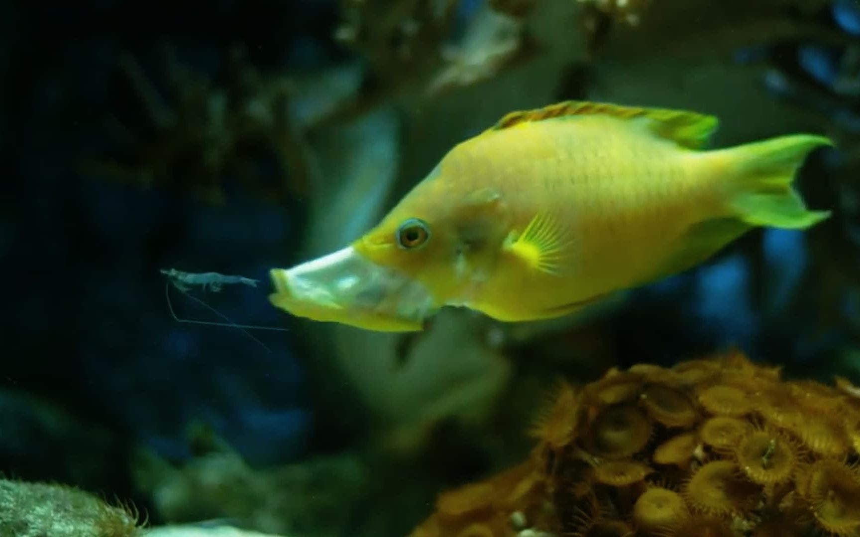 最奇葩的伸口鱼,嘴巴能伸出去10cm长,谁长得大谁就能"雌变雄"