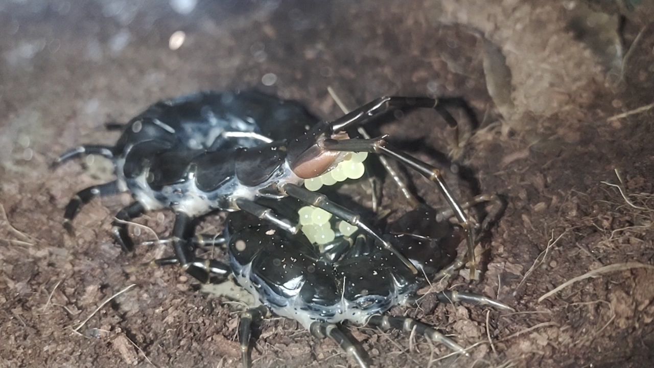 七夕夜抱卵的黑间脚