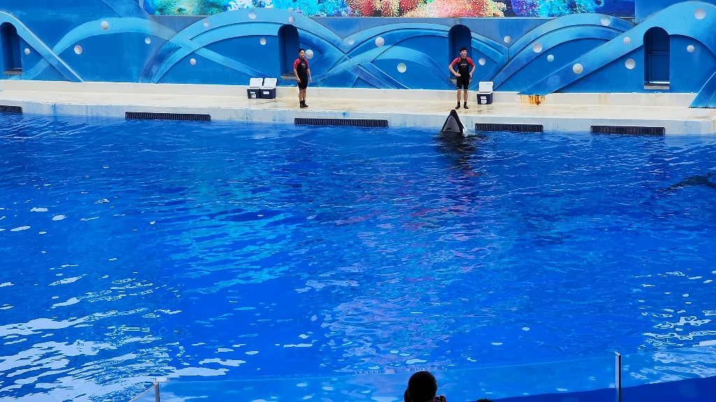 上海海昌海洋公园虎鲸表演