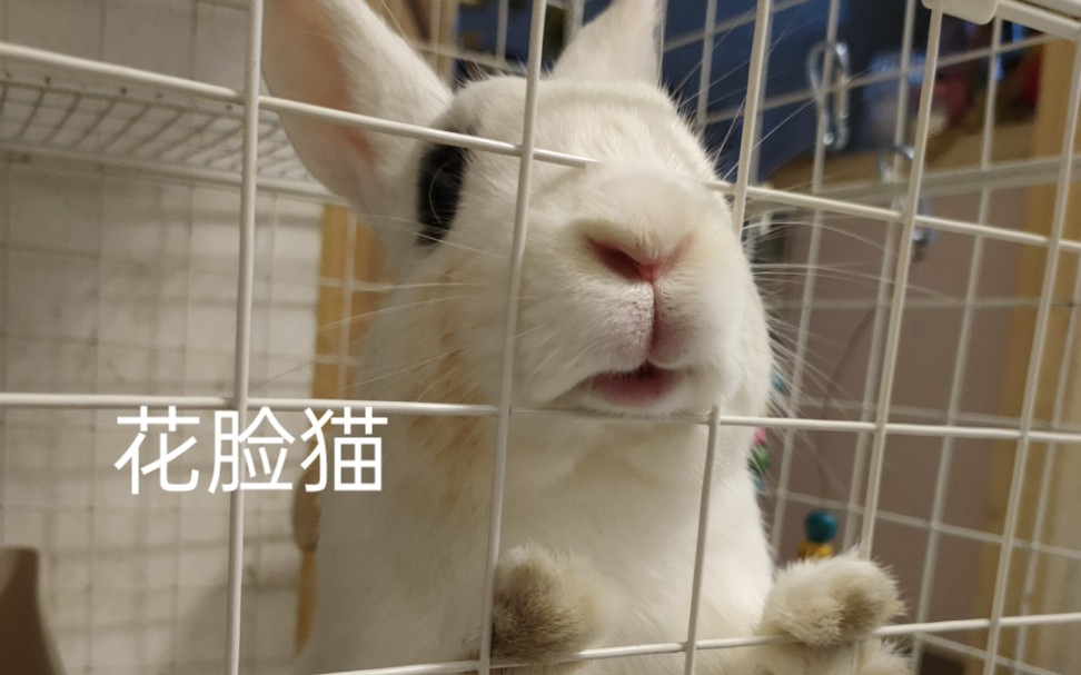 兔子洗耳朵图片