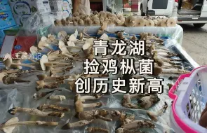 Tải video: 在青龙湖沉浸式做捡漏王挖鸡枞 被环卫嬢嬢围观