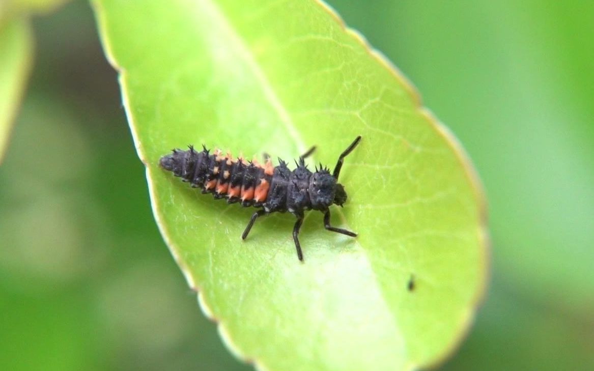 【生物记录/瓢虫】异色瓢虫幼虫和蛹哔哩哔哩bilibili