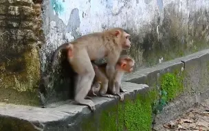 Скачать видео: 猴子罗霍捉住小利奥，全身咬了一遍