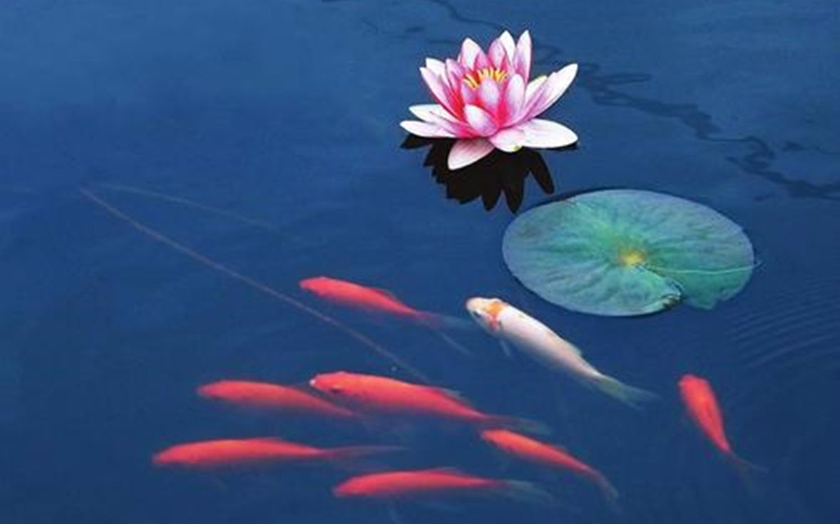 王奕程 贾子叶 鱼戏莲叶间 伴奏