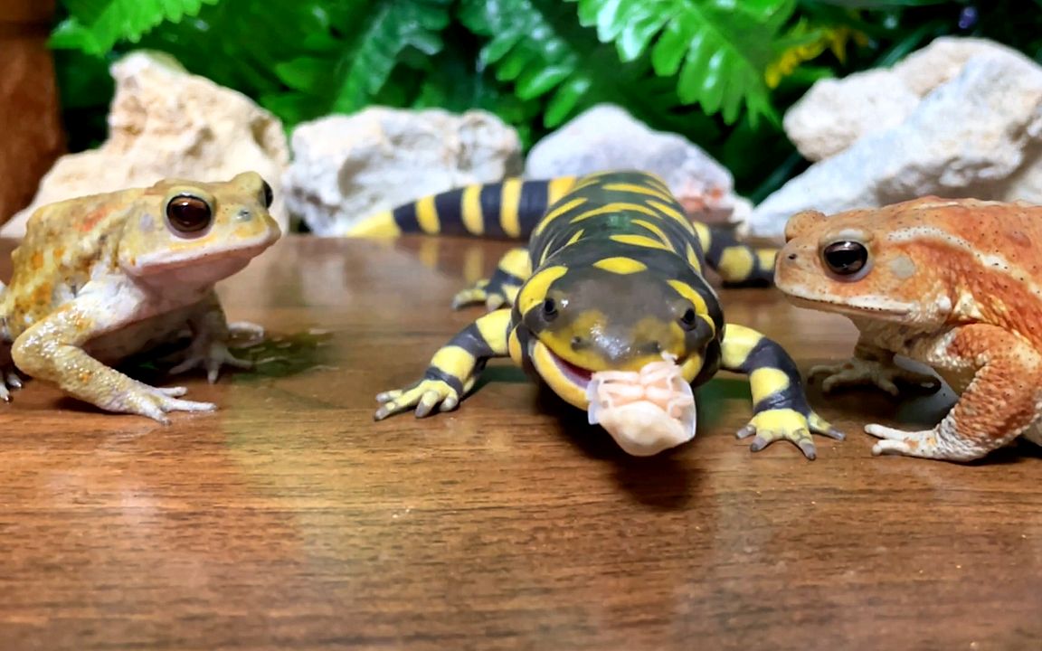 虎纹蝾螈:您俩位不吃是吗?那我不客气喽