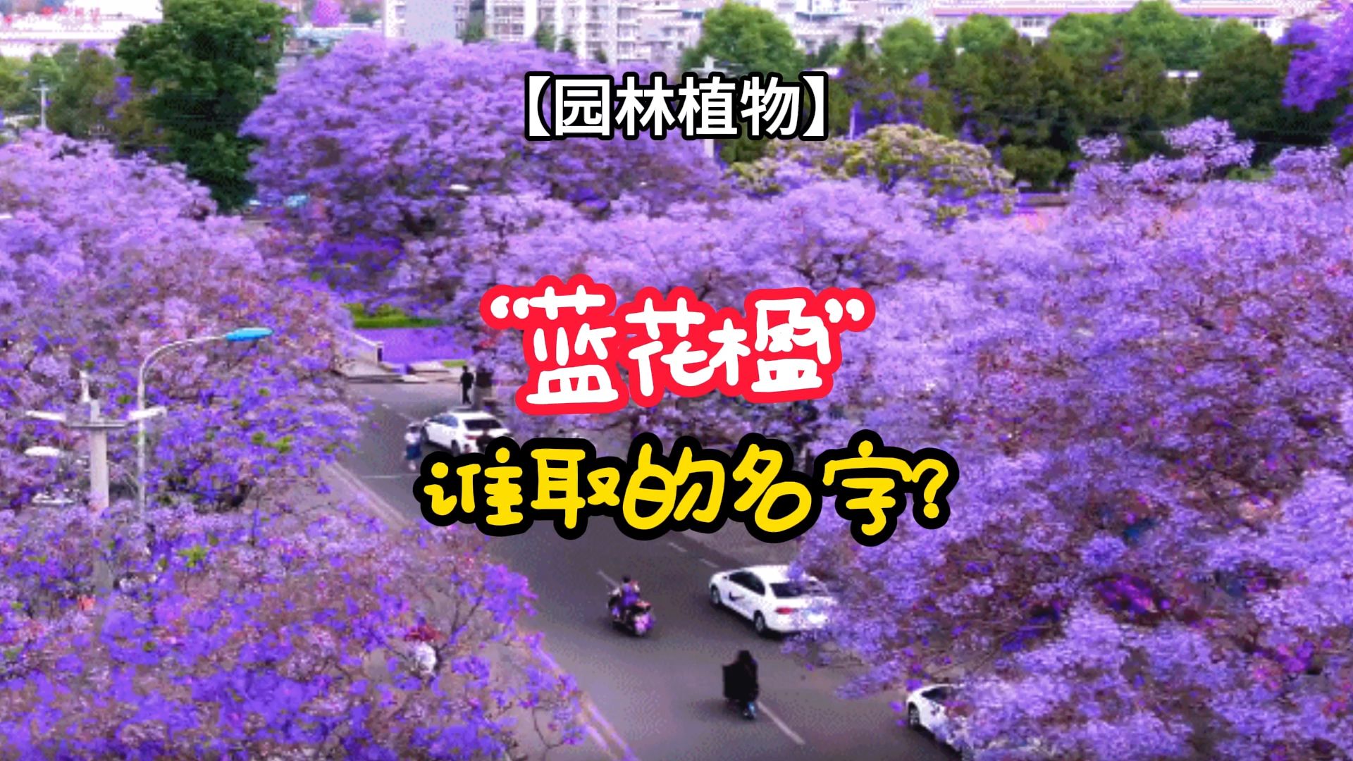 【园林植物】“蓝花楹”,谁取的名字?哔哩哔哩bilibili