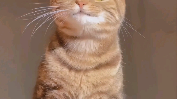 这猫怎么会这么有少年感啊