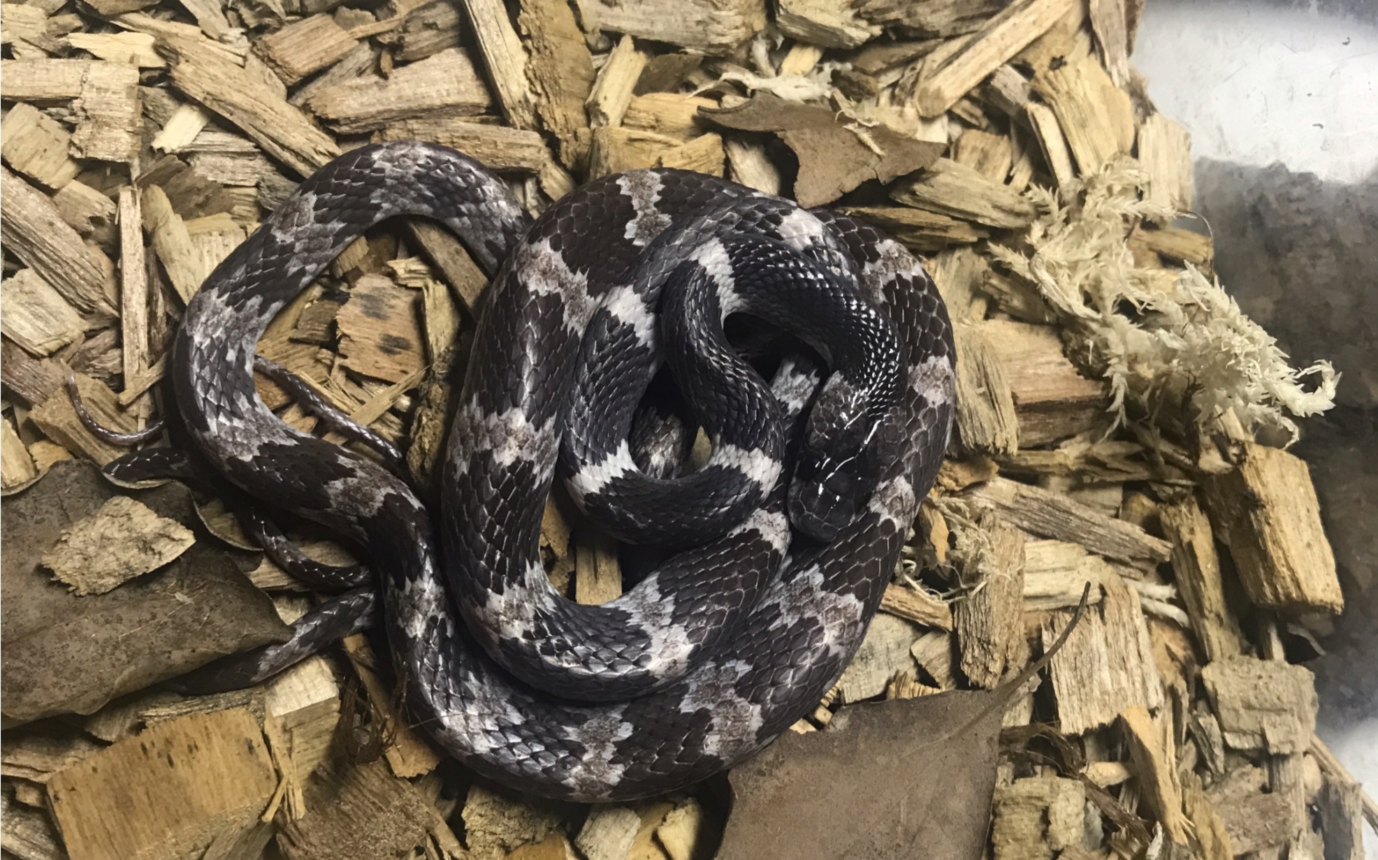 一条神经病的黑背链蛇