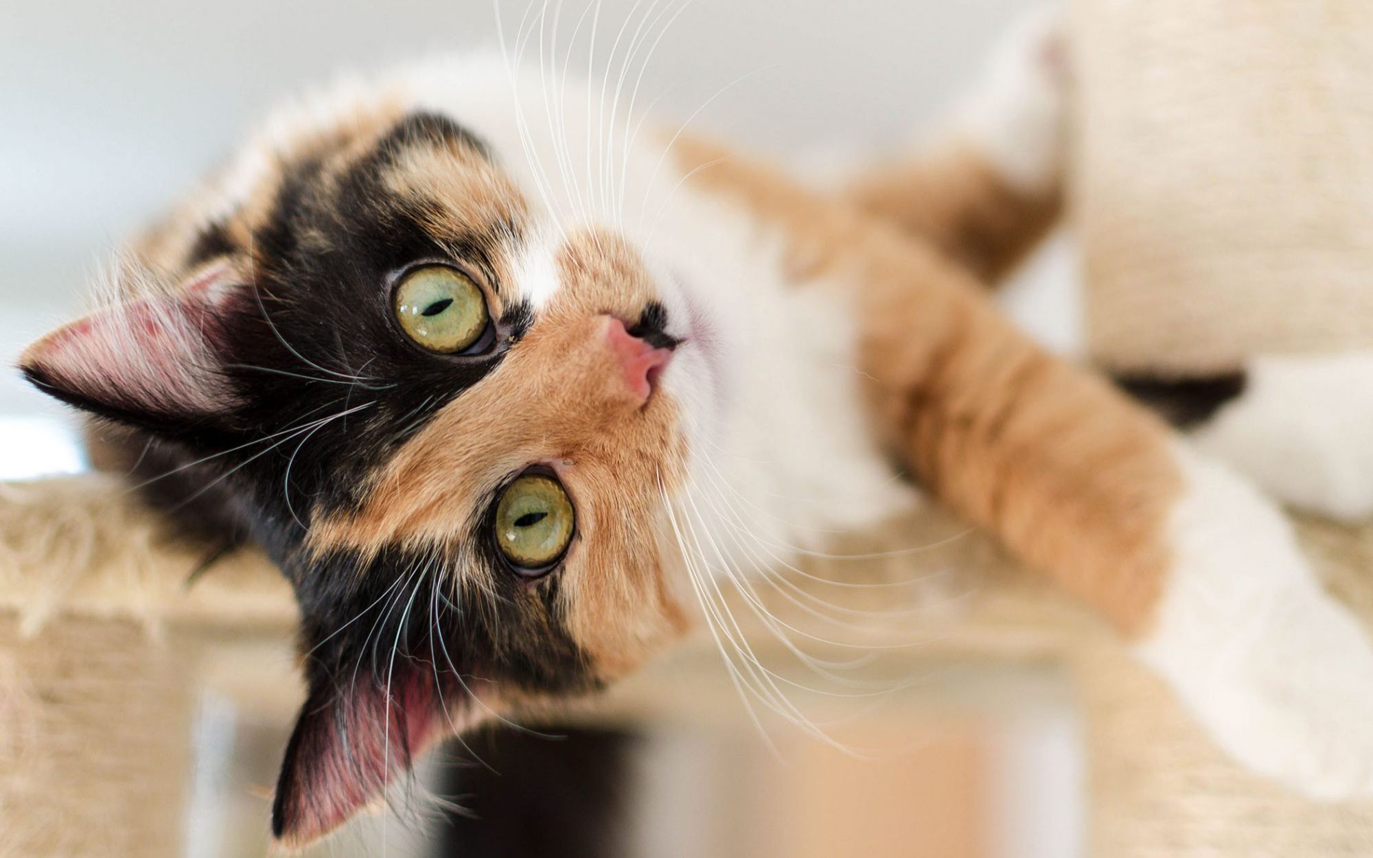 [英文字幕] ted-ed 为什么三色猫calico cat都是雌性的?