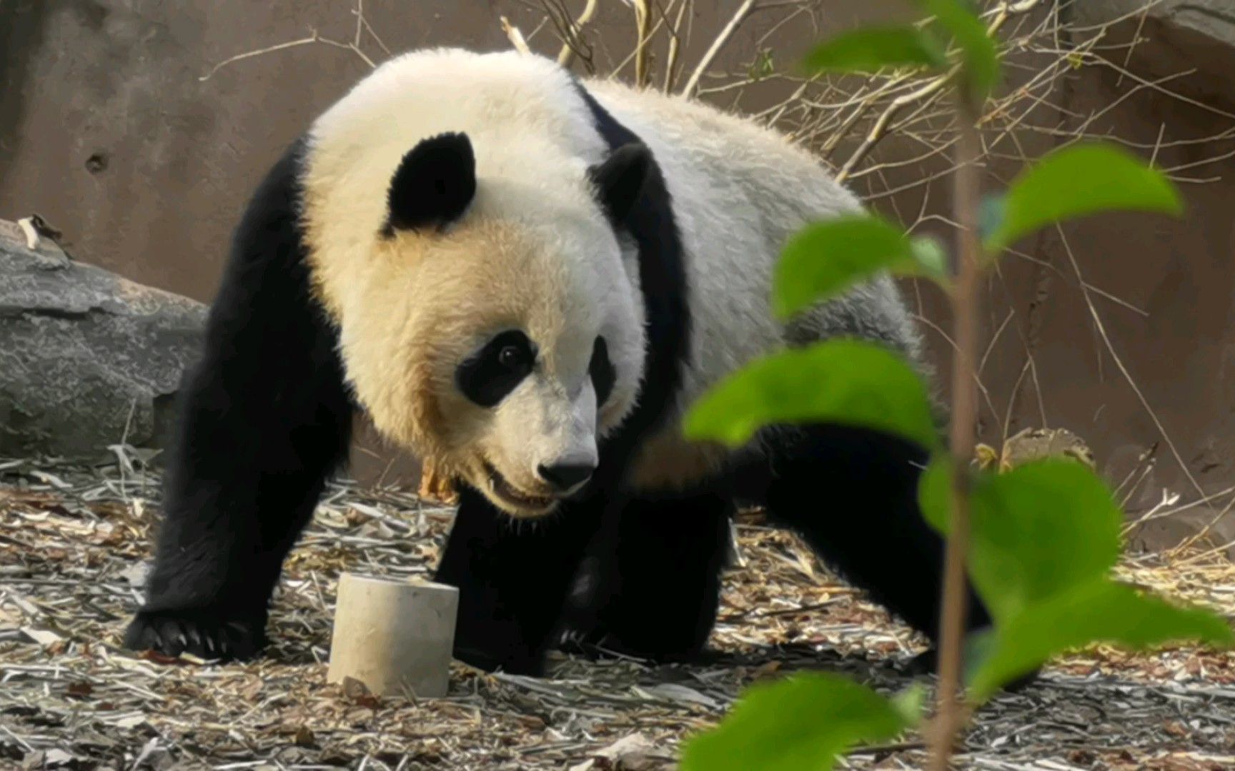 雅颂熊猫图片