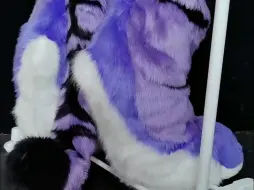 Download Video: [兽装fursuit]紫色美系老虎的身体补全委托展示