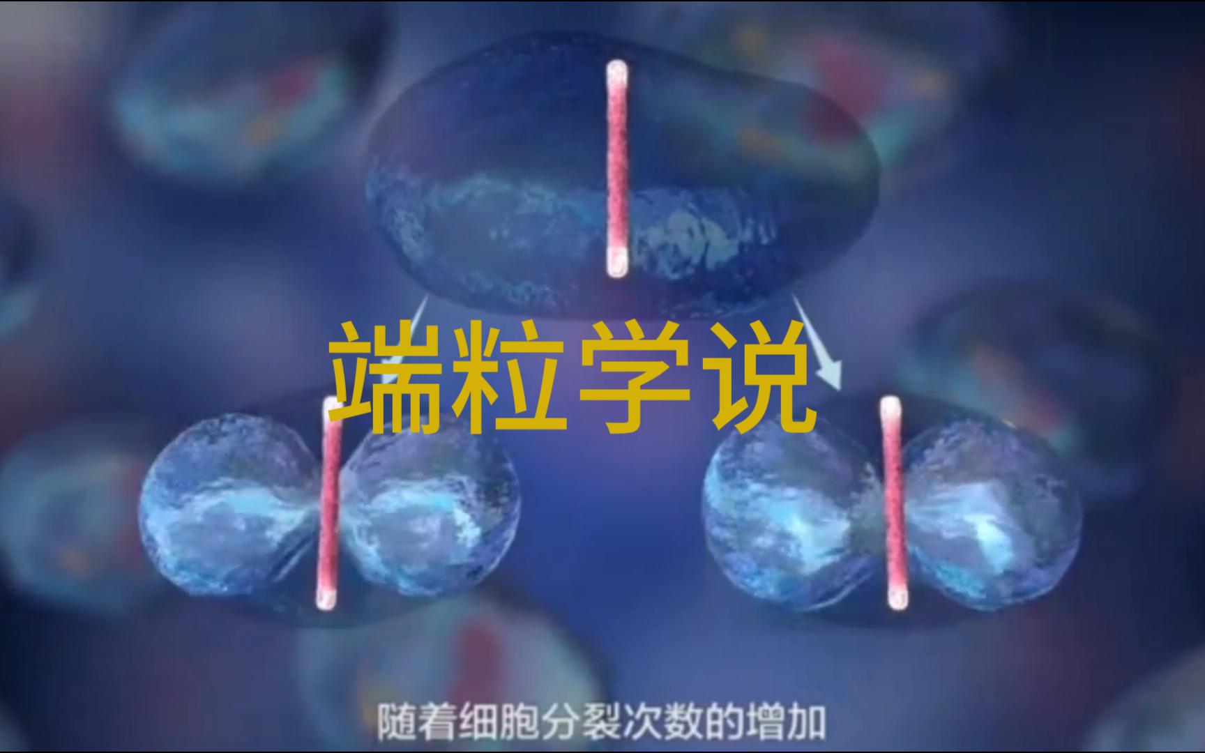 【生物动画】端粒学说哔哩哔哩bilibili