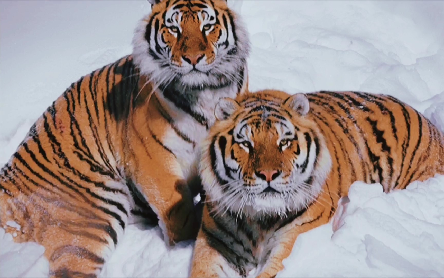 东北虎——世界上最大的猫科动物