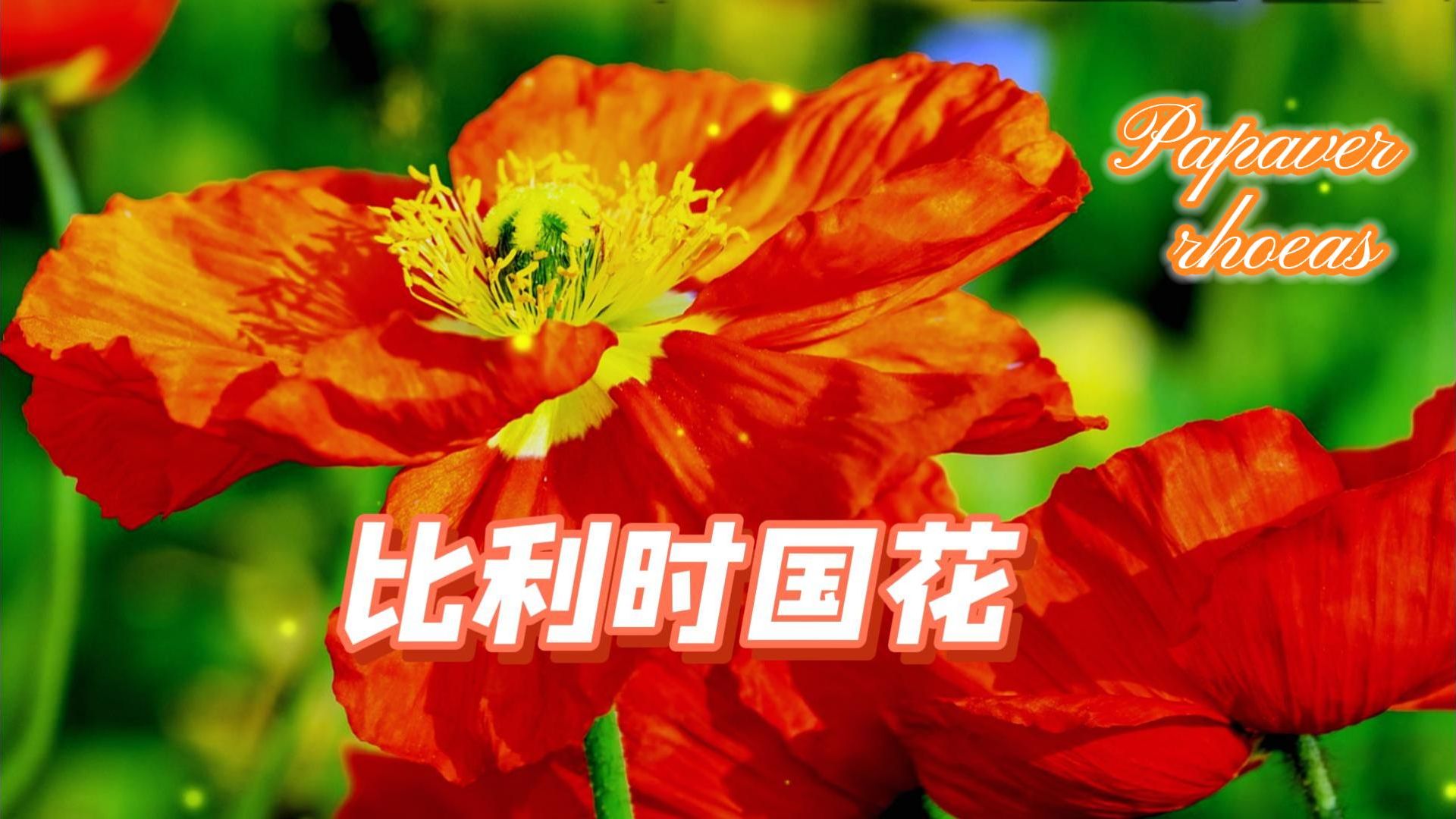 【比利时国花】:植物界的颜值担当—虞美人哔哩哔哩bilibili