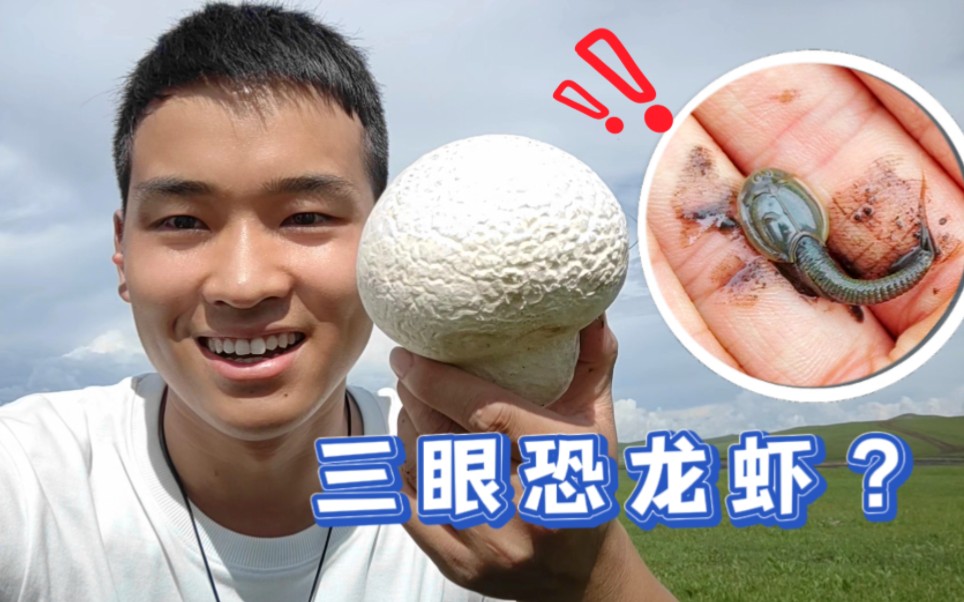 [图]【旅行Vlog】三眼恐龙虾？！和老婆草原旅行抓到四亿年前古老生物，还看到了莫日格勒河上惊艳的彩虹