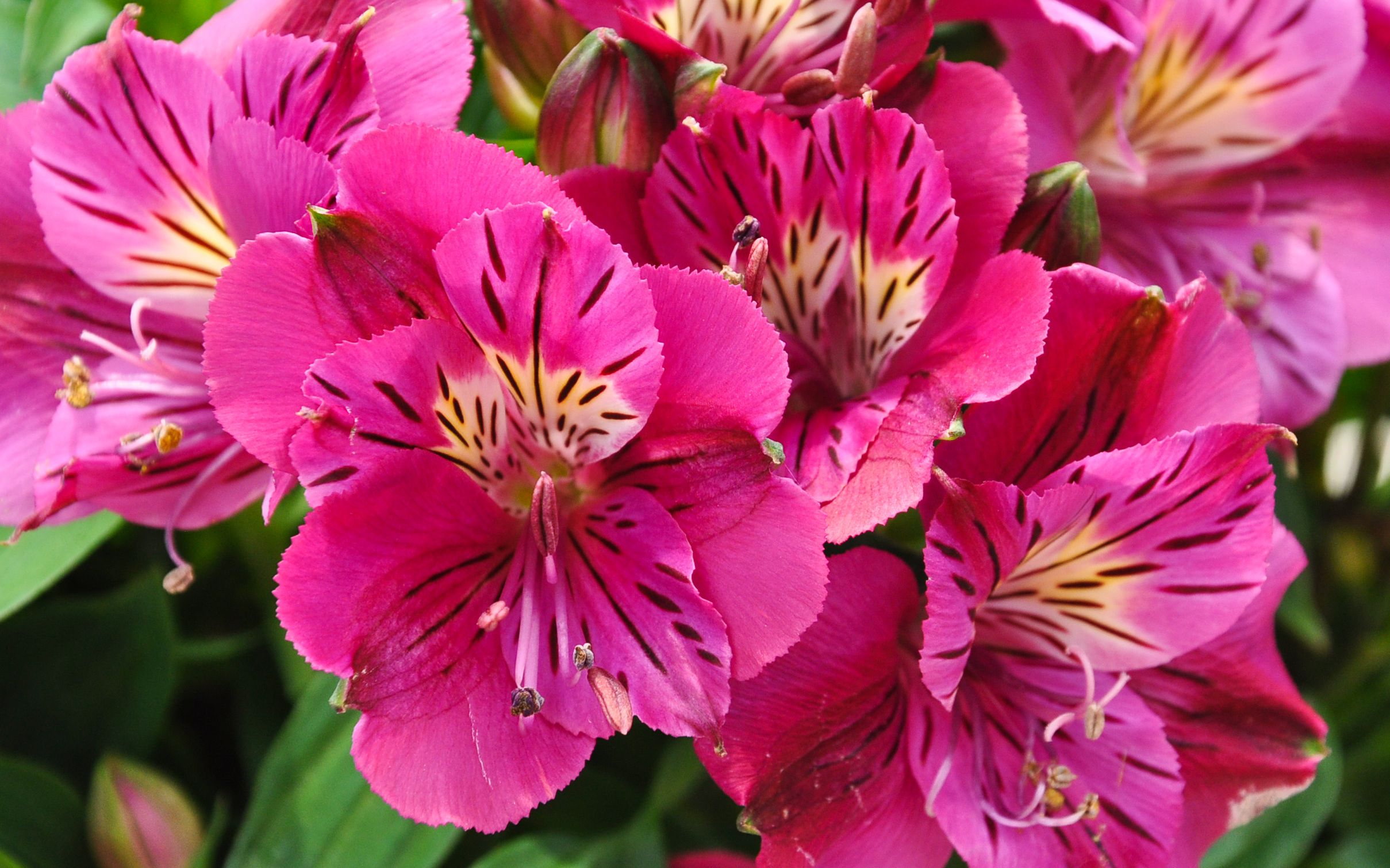 后来遇见六出花,陪我整个春秋冬夏