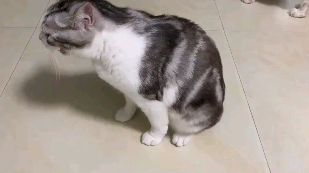 猫妈妈生小猫全过程,猫爸爸暖心陪伴哔哩哔哩bilibili