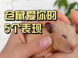 Descargar video: 仓鼠爱你的5个表现🐹💖