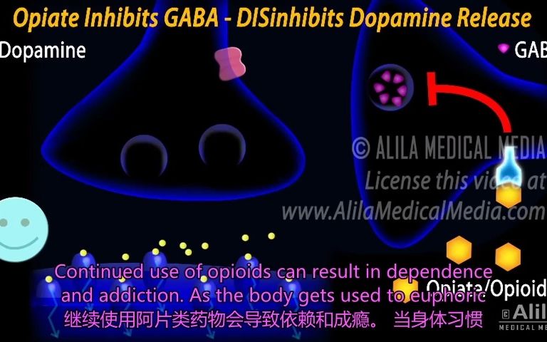 阿片类药物的作用机制、成瘾性、依赖性和耐受性(中英双语字幕)哔哩哔哩bilibili