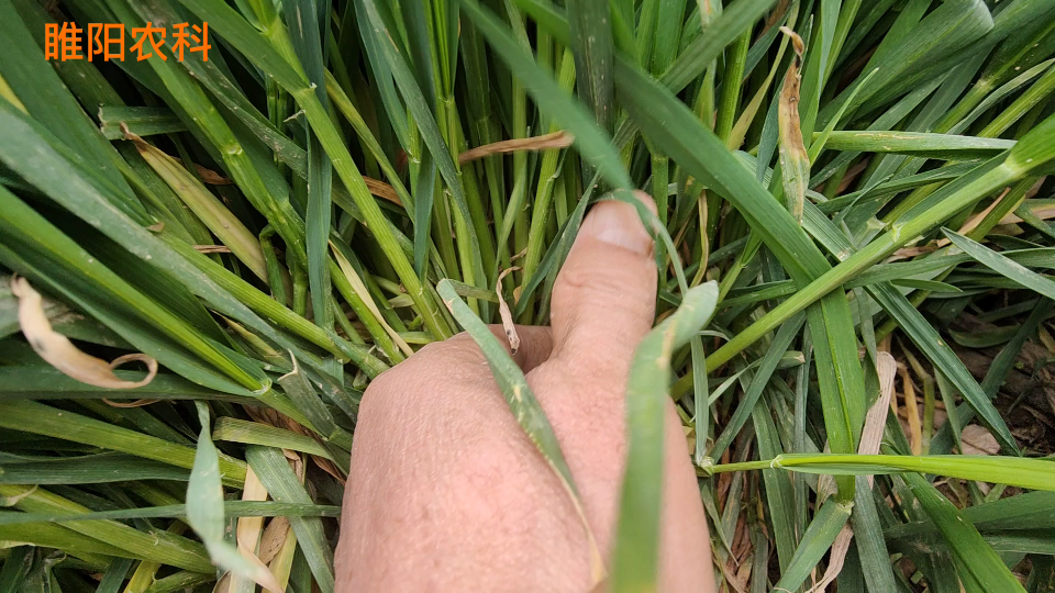 小麦拔节期,这两个除草剂还能打,除草干净小麦又安全哔哩哔哩bilibili