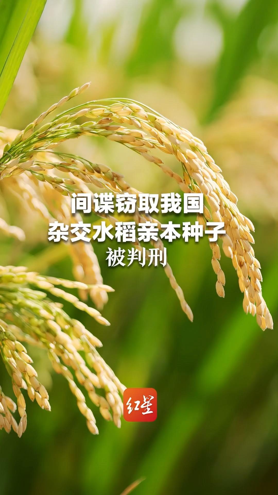 间谍窃取我国杂交水稻亲本种子被判刑