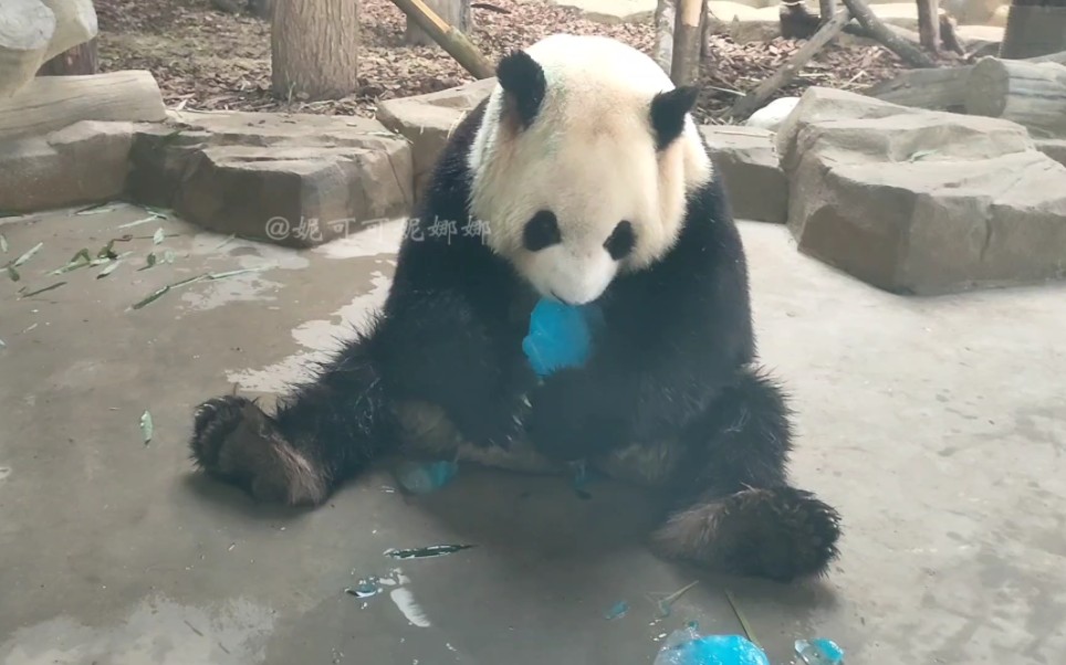 [图]大熊猫毛桃今天六岁了，生日快乐，熊生顺遂！