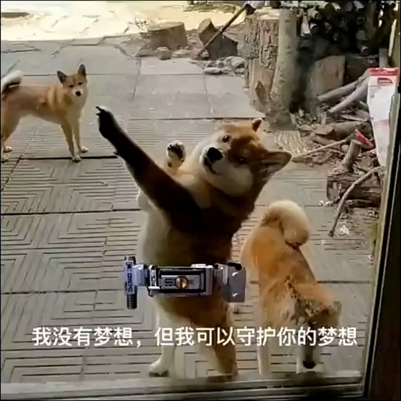 我没有梦想但我可以守护你的梦想!