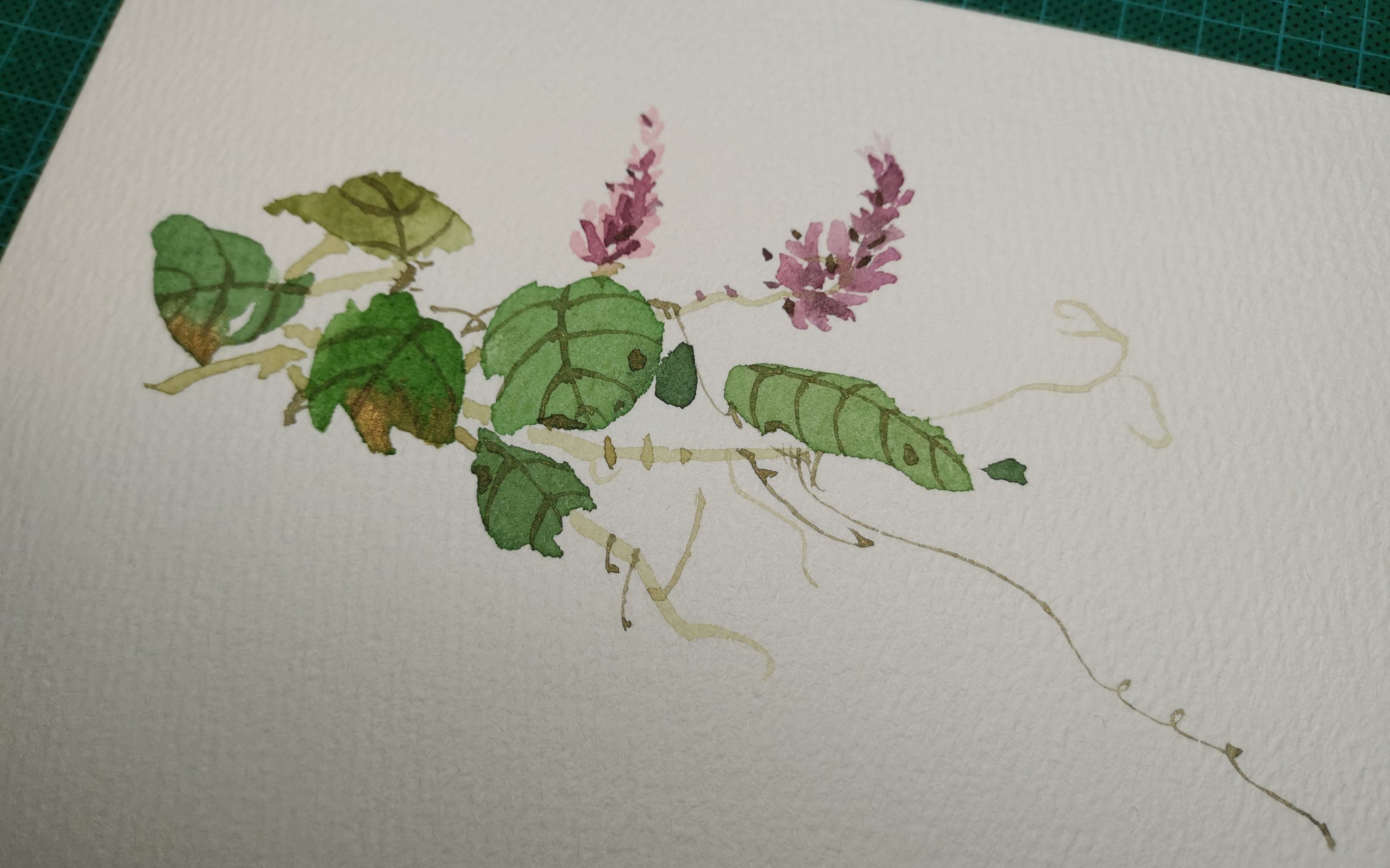 【手绘】临摹《诗经草木绘》-葛