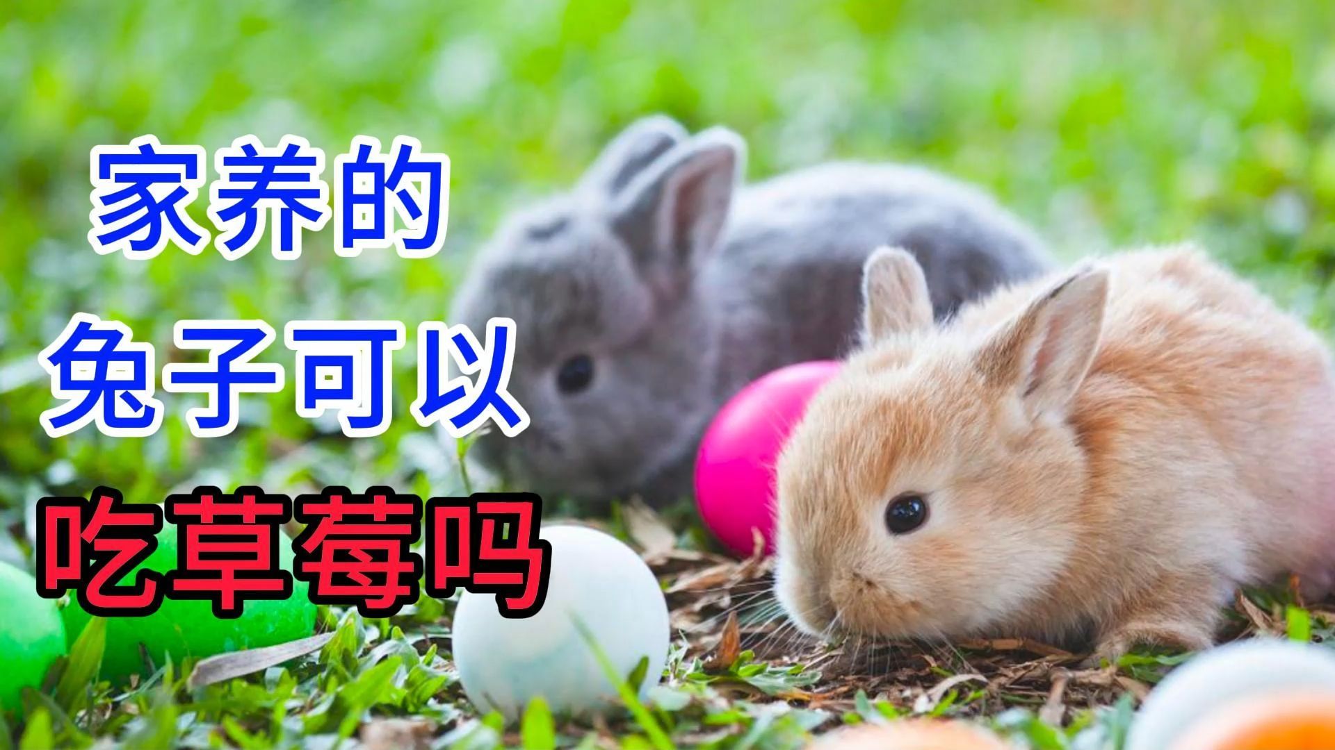 家养的兔子可以吃草莓吗