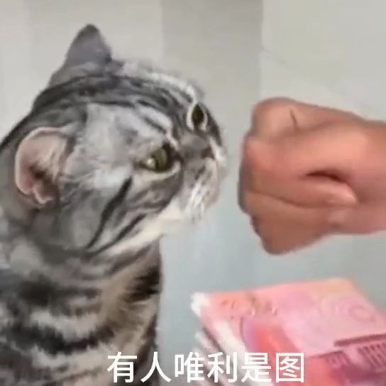 猫咪版MV—有人,带你看尽猫生百态~哔哩哔哩bilibili