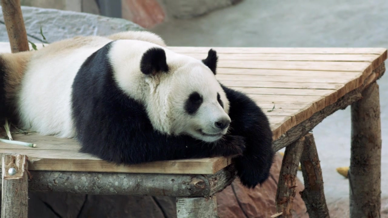 【4分钟完整版】芬兰动物园给大熊猫唱明月几时有