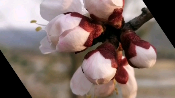 [图]桃花花你就红来，杏花花你就白，爬山越岭我就寻你来。