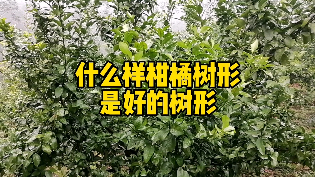 什么样柑橘树形是好的树形,月公子讲柑橘修剪哔哩哔哩bilibili