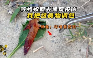 等蚂蚁回去摇人的时候，偷偷把食物拿走，看蚂蚁谎报军情会怎么样？