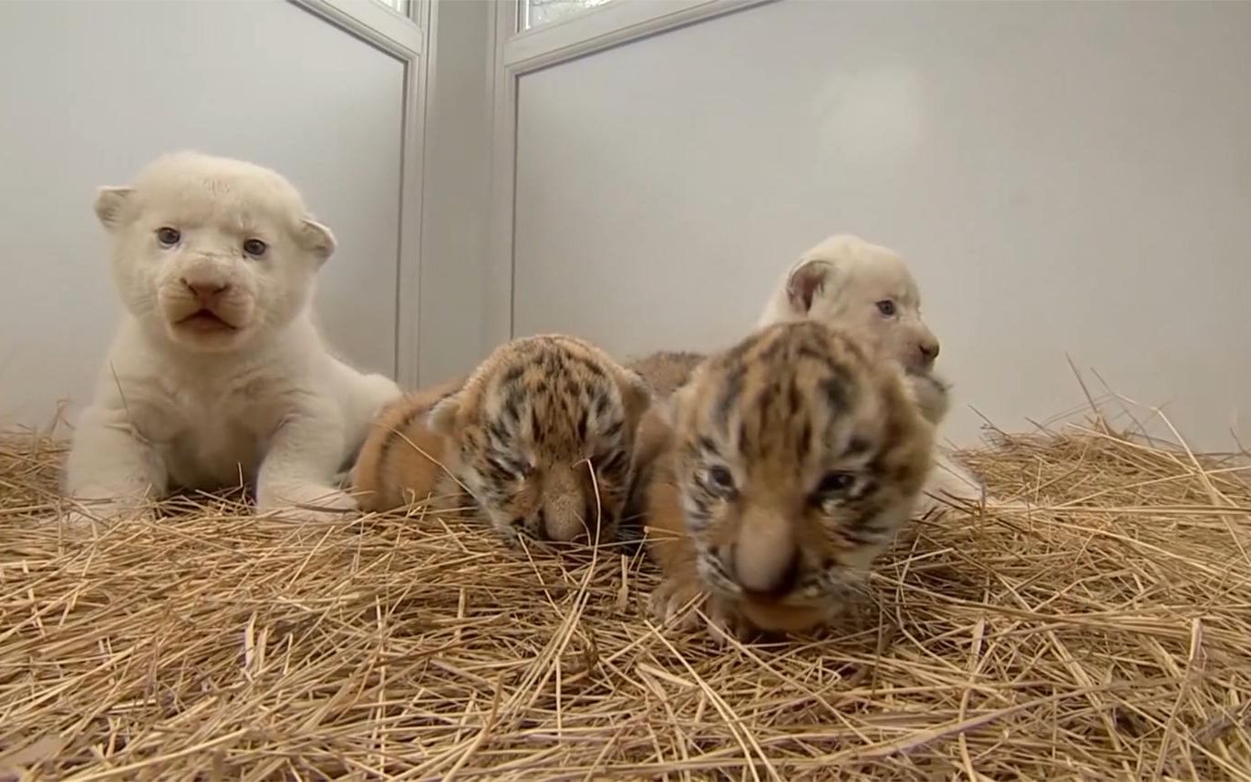 小时候的狮子和老虎谁更可爱?跟着镜头感受一下,简直萌化了