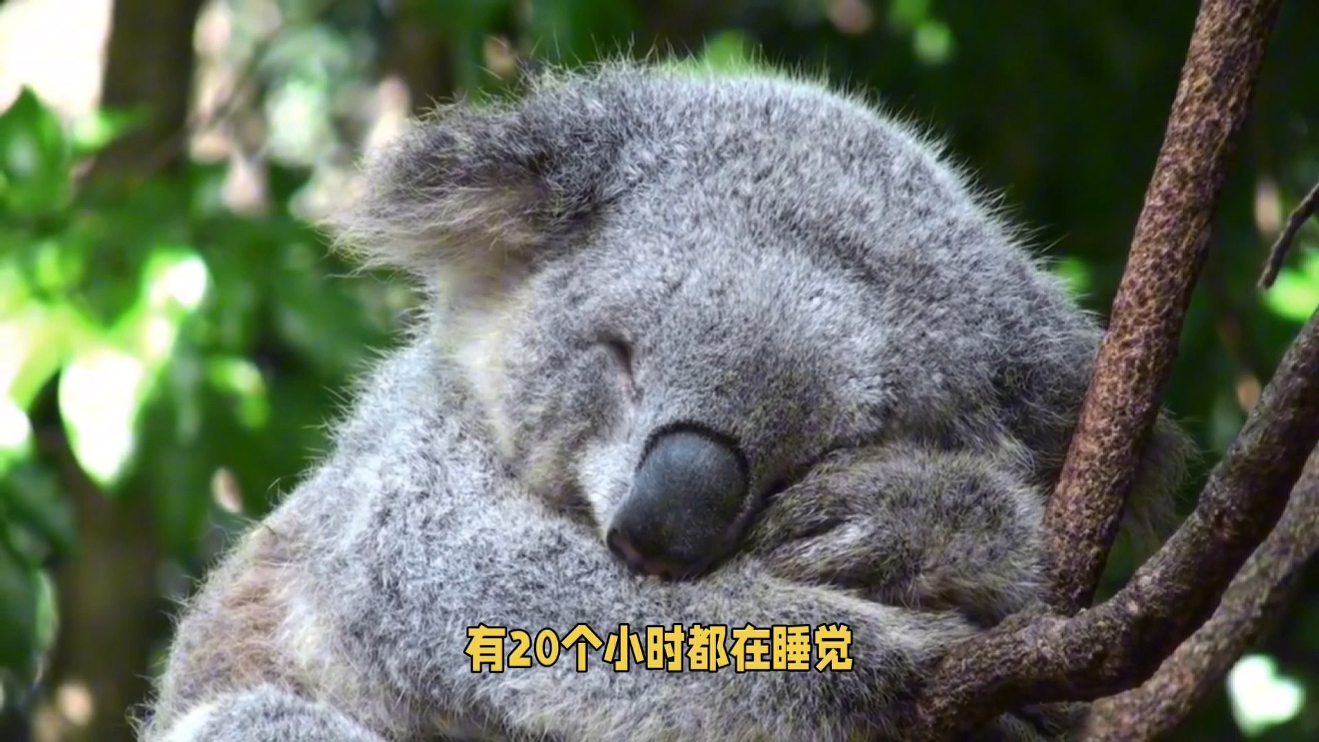 考拉活着也是很不容易的