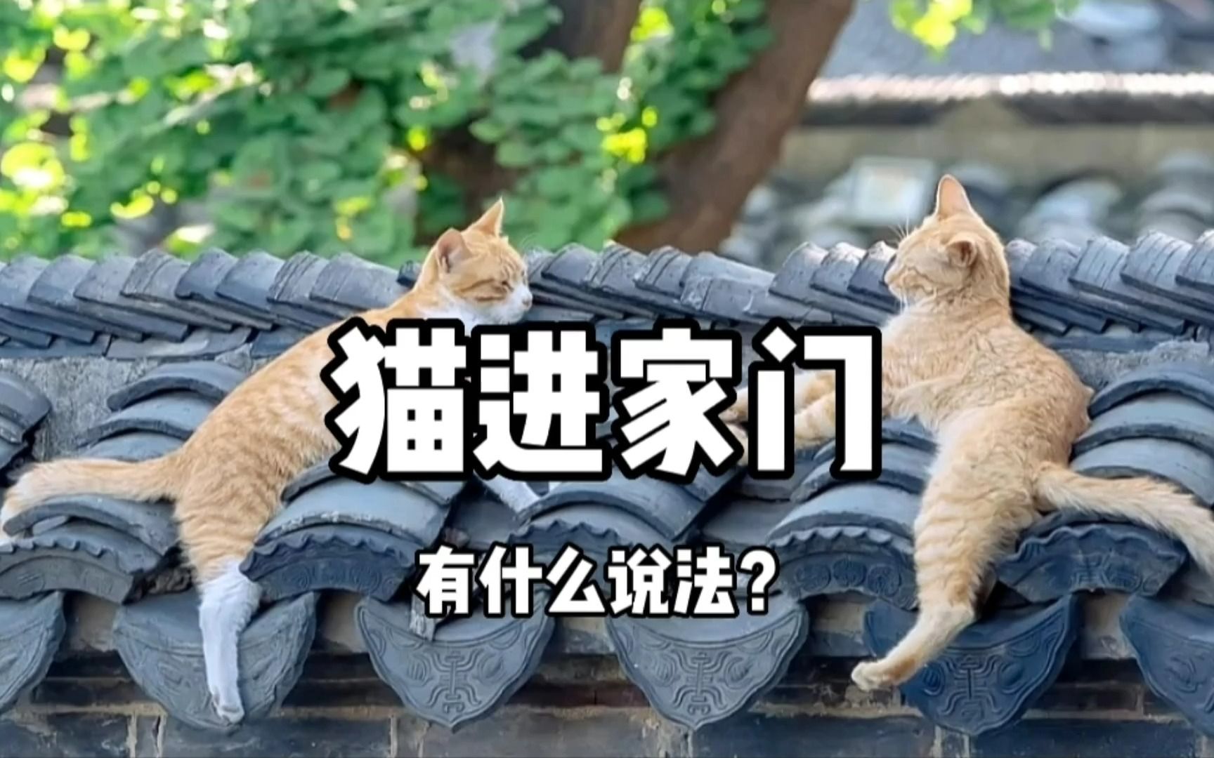 猫进家门有什么说法?预示着什么?哔哩哔哩bilibili