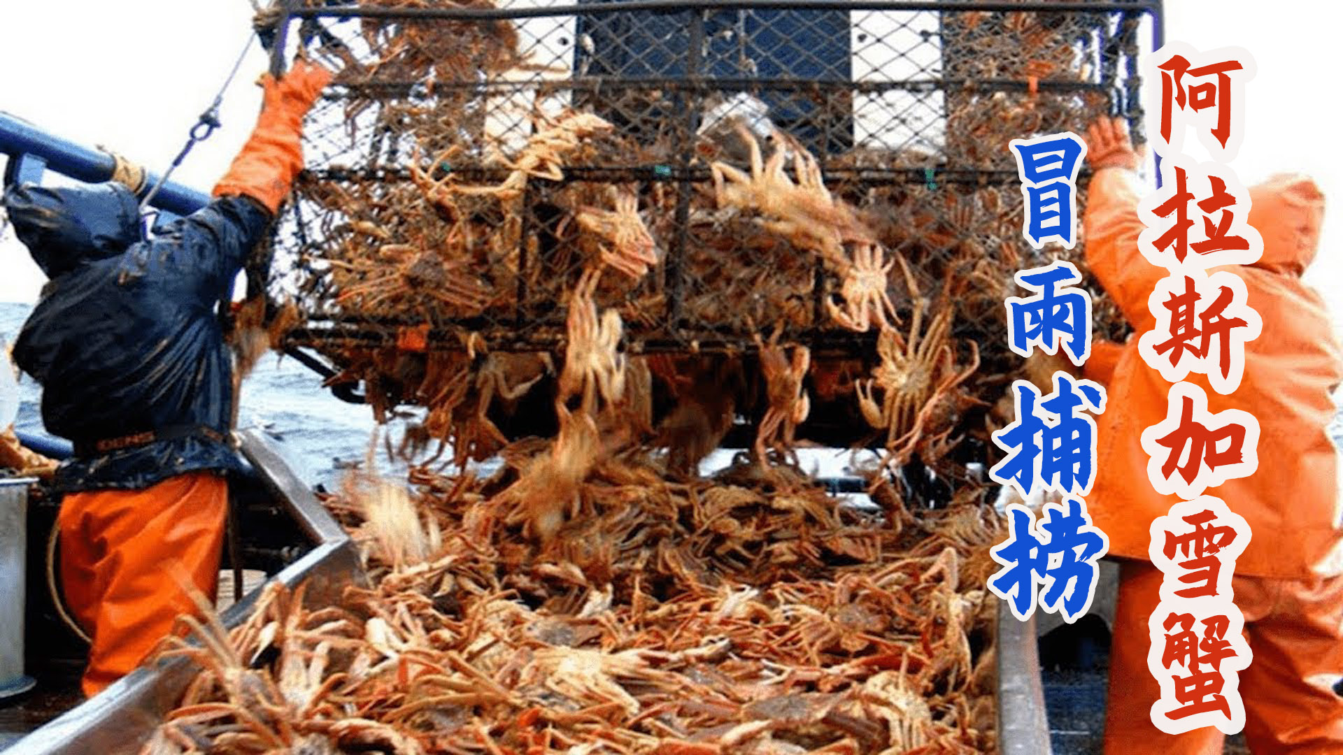 阿拉斯加渔民暴风雨中捕捞雪蟹,蟹笼打开数量泛滥堆满甲板!