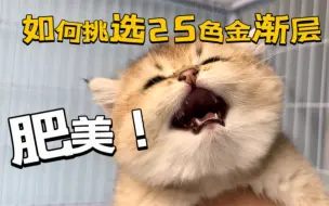 Tải video: 云撸猫，猫中肥仔25色金渐层，教你如何挑选