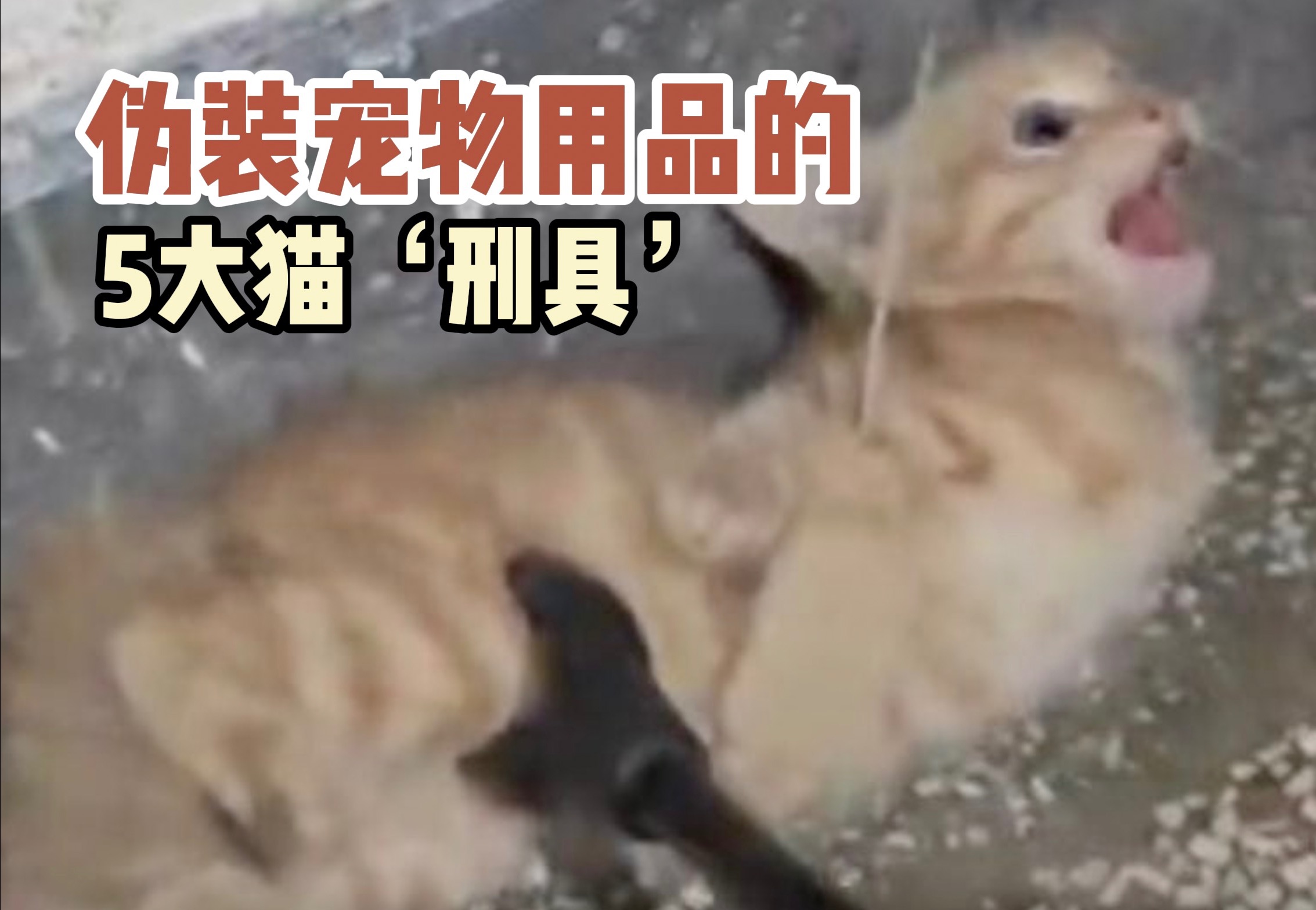 [图]小心别买到这些伤害猫咪的猫刑具！