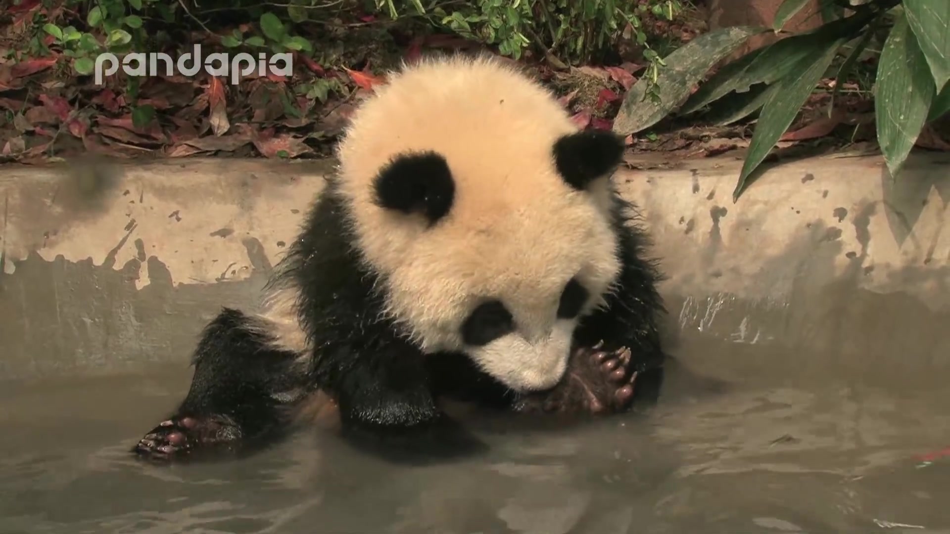 170415 肉肉 洗澡